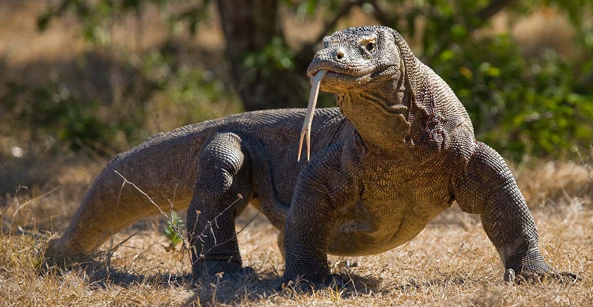Loài rồng trong đời thực Rồng Komodo